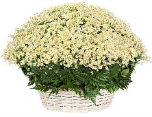 Цветочная композиция из Ромашки в корзине #REPLACE_PRED# Вочепшем